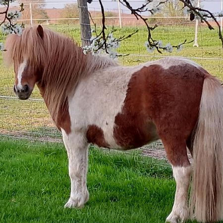 Der Kleine Fuchshof Mit Hund, Pferd Und Huhn Appartement Rathlau Buitenkant foto