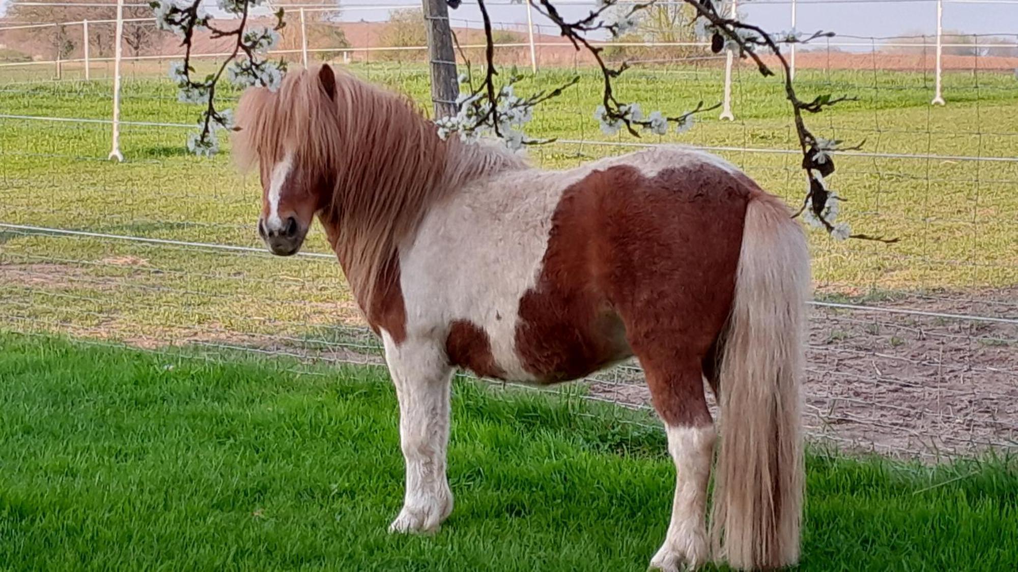 Der Kleine Fuchshof Mit Hund, Pferd Und Huhn Appartement Rathlau Buitenkant foto